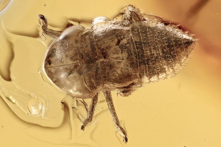 Detailed Fossil Froghopper Nymph (Cercopoidea) In Baltic Amber #346405